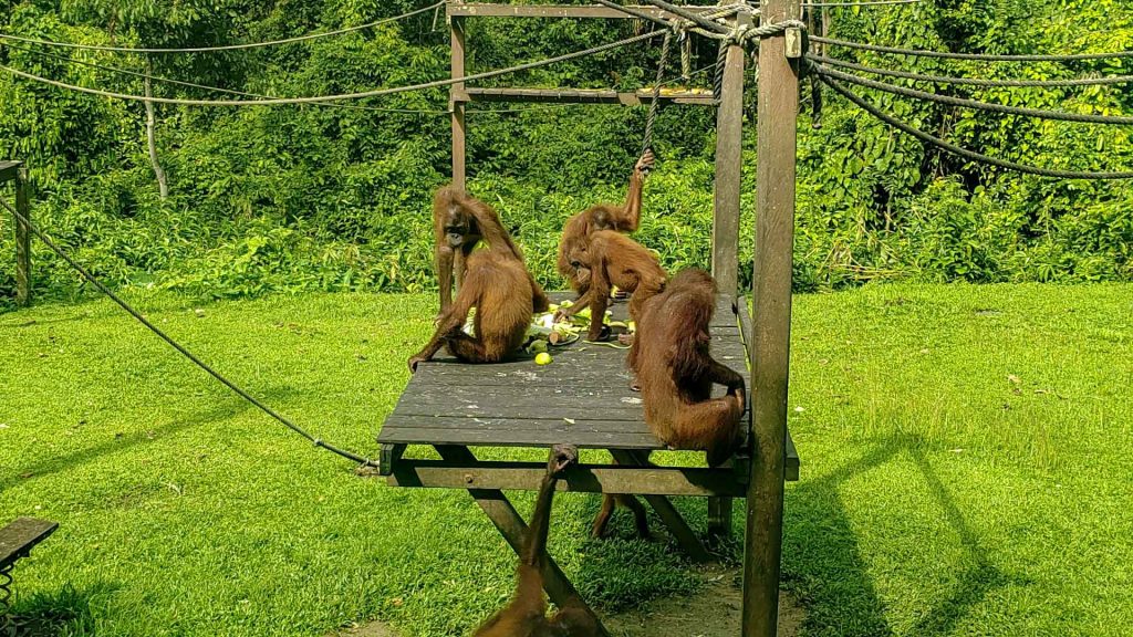 Photo: feeding platform