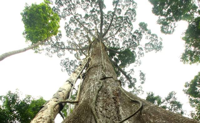 Photo: dipterocarp giants