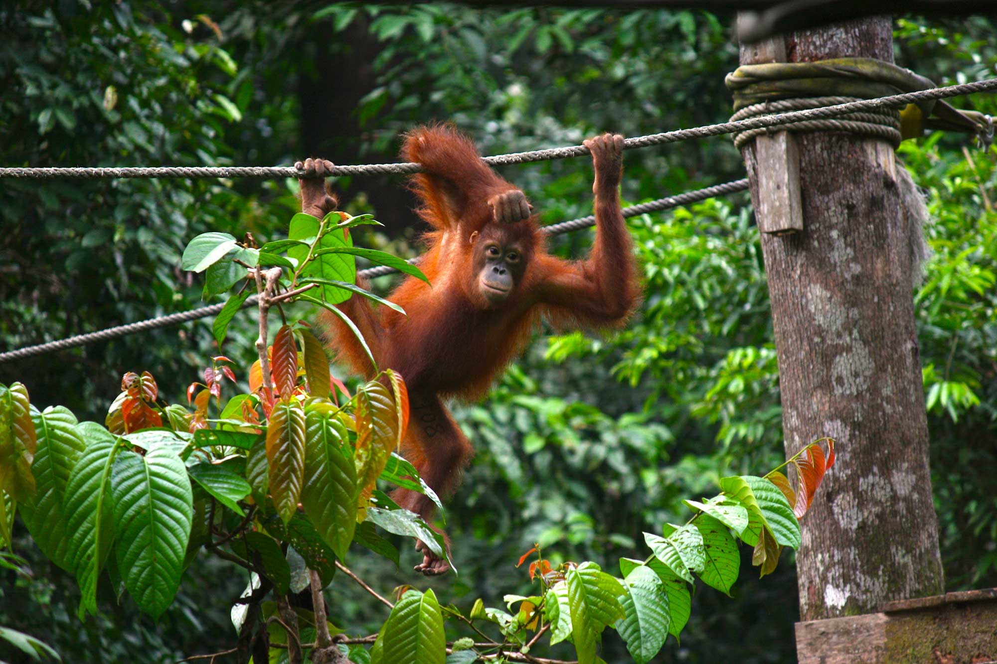 Photo: orangutan portrait