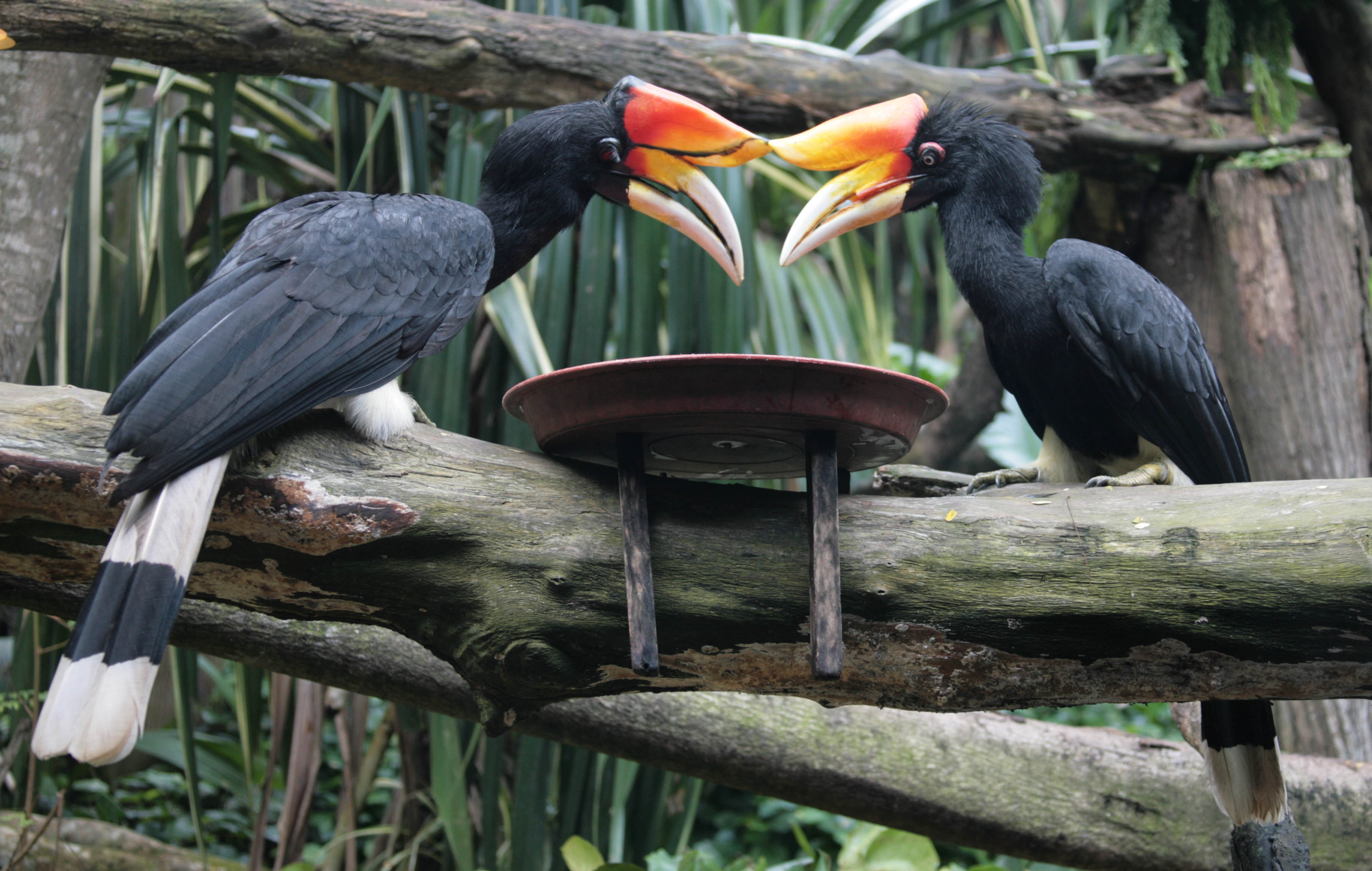 Photo: hornbill or flying squirrel