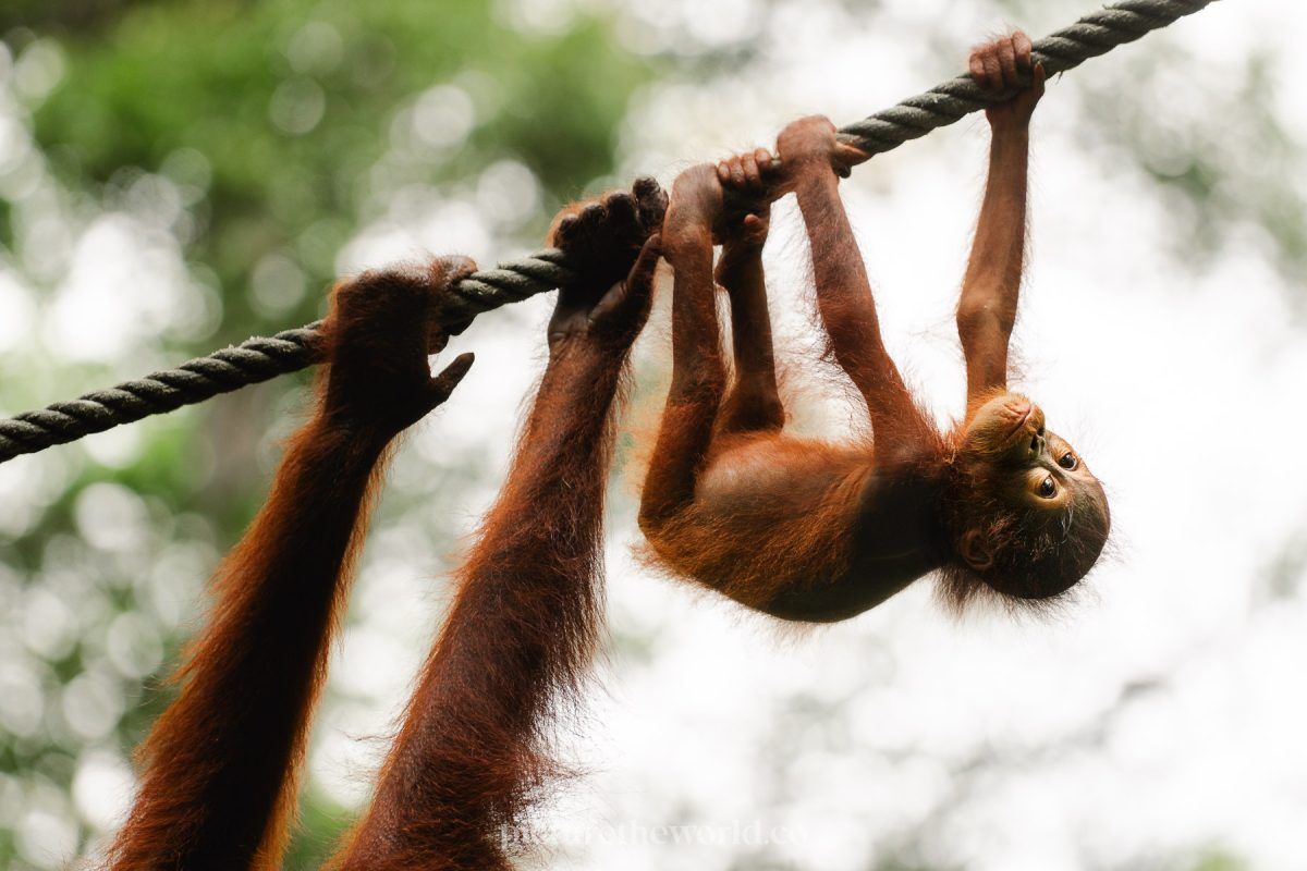 Photo: the nursery in action
