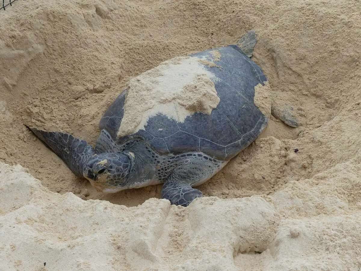 Photo: Selingan Turtle Island
