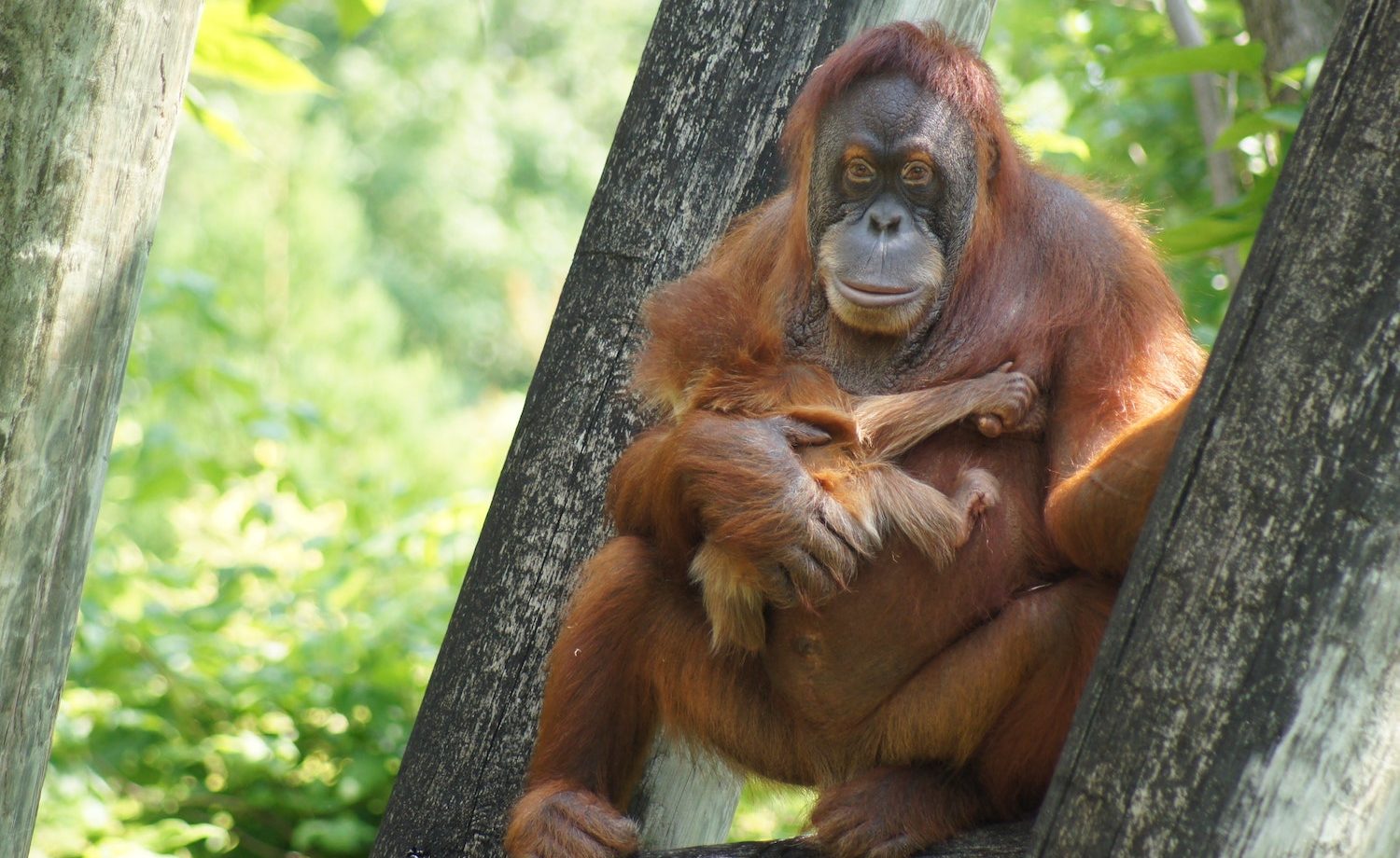 Photo: macaques-only feeding